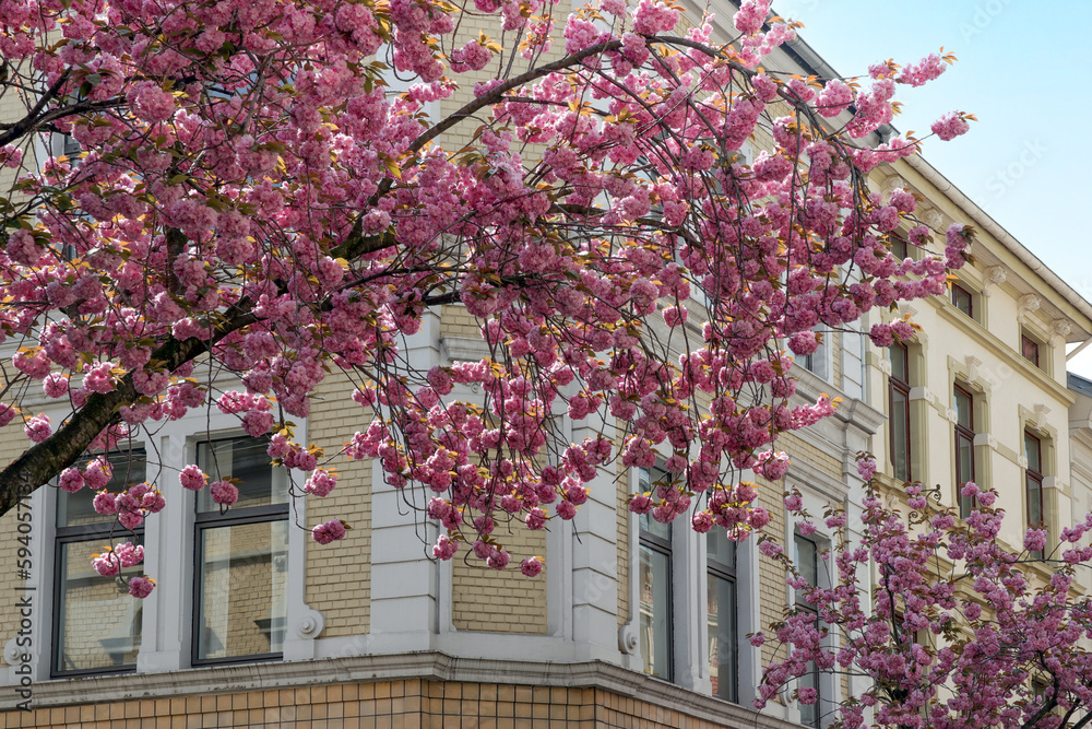 kirschblüten und architektur