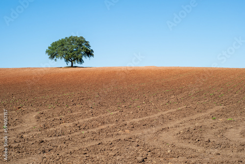 Encina solitaria en lo alto de una colina cultivada de tierra rojiza. photo