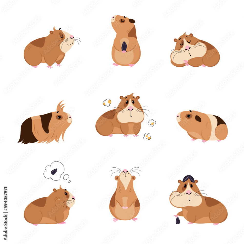 Cute guinea pig in everyday activities set. Funny brown pet rodent eating and sleeping cartoon vector illustration