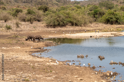 Cape Buffalo get a drink at the Nagolomon Reservoir in Nairobi National Park Kenya