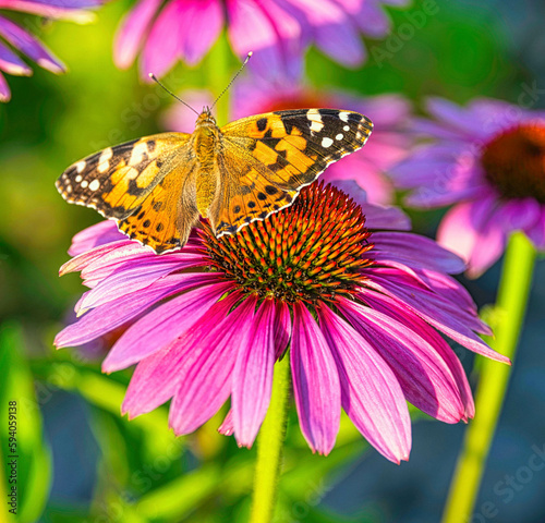 Schmetterling auf Sonnenhut © Sebastian