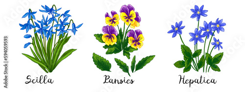 Spring flowers color drawing vector. Scilla, Pansies, Hepatica