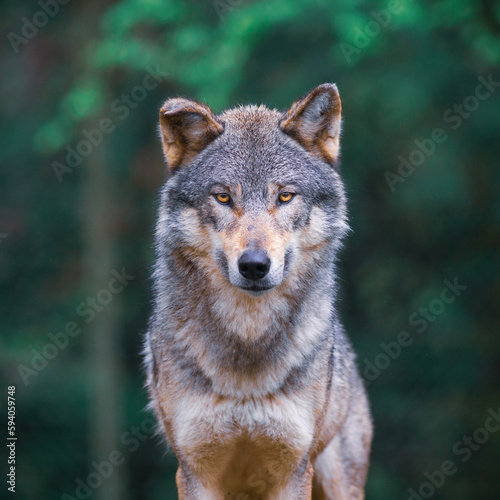 Grey wolf (Canis Lupus) looking straight in the forest
