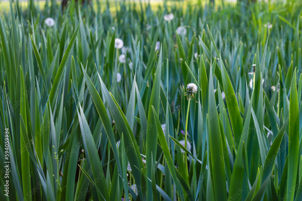 Dandelions grew in very beautiful thick grass Dandelions grew in very beautiful thick grass