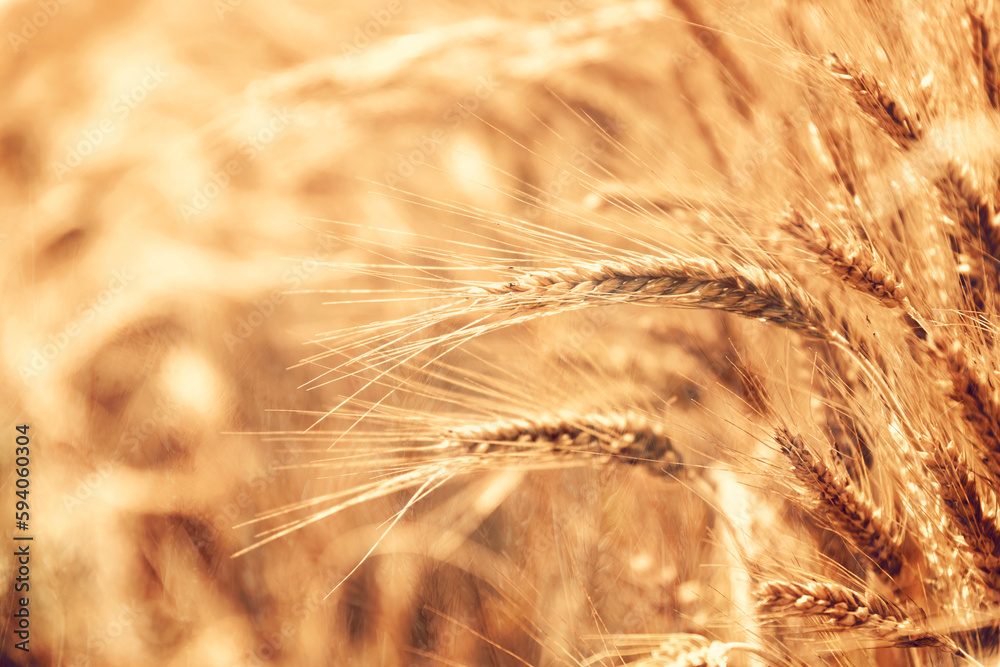 Wheat field. Ears of golden wheat close up. Rich harvest Concept. Wheat field. Ears of golden wheat close up. Rich harvest Concept.