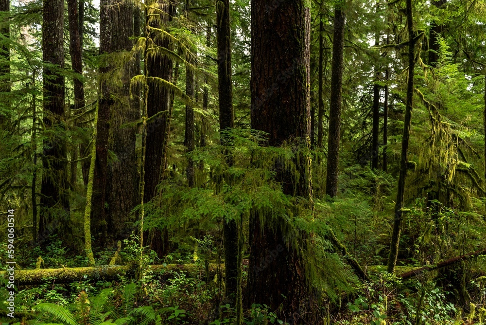 Beautiful shot of the green trees in Hoh rain forest in Washington, United States Beautiful shot of the green trees in Hoh rain forest in Washington, United States