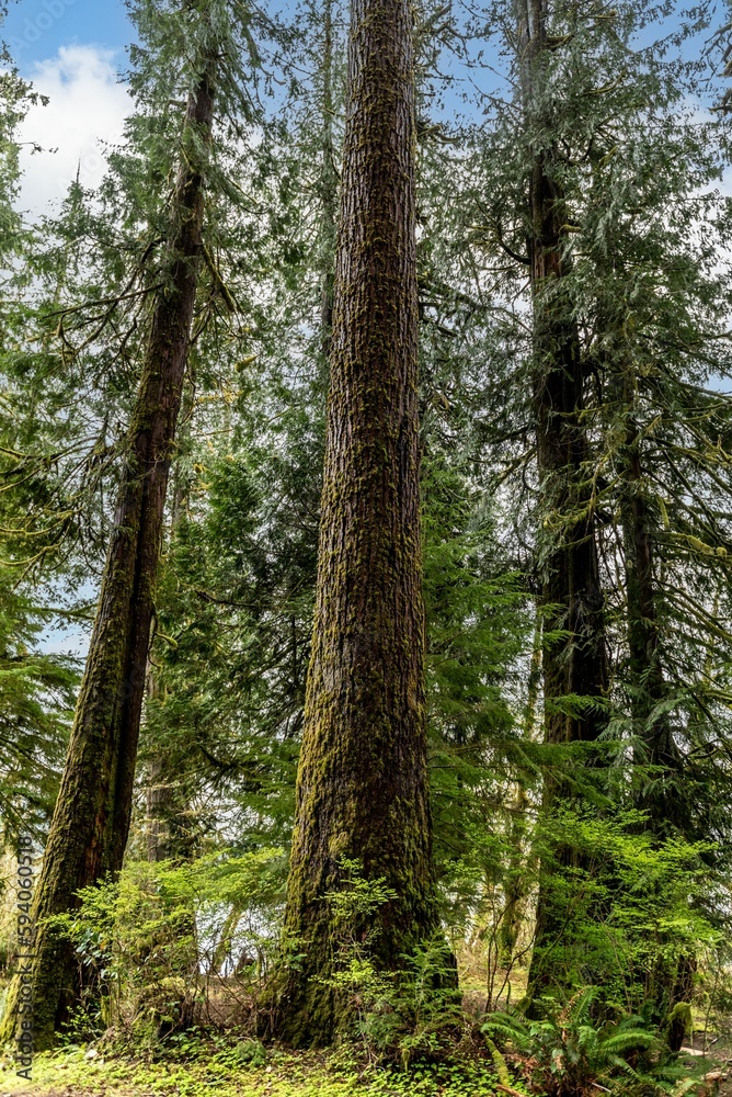 Vertical shot of the tall trees in the forest under blue sky in Washington, United States Vertical shot of the tall trees in the forest under blue sky in Washington, United States
