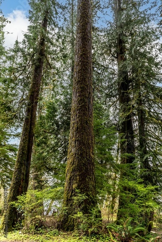 Vertical shot of the tall trees in the forest under blue sky in Washington, United States