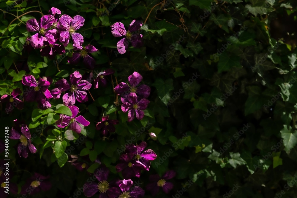 Selective focus of purple Clematis viticella flowers in a garden