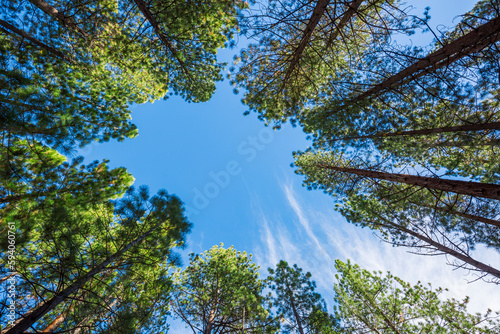 Pine trees against blue sky