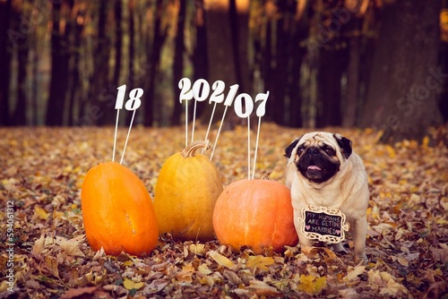 Cute Pug (Dutch mops) dog with pumpkins decorated with 18, 2021,07 date sticks