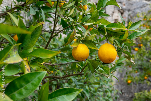 Ripe growing oranges on trees with blurred leaves in the foreground in Limone sul Garda, Italy