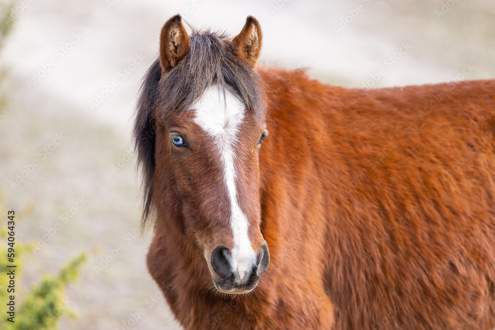 Portrait of an Estonian native horse ( Estonian Klepper) with blue eye . Springtime on the island. Portrait of an Estonian native horse ( Estonian Klepper) with blue eye . Springtime on the island.