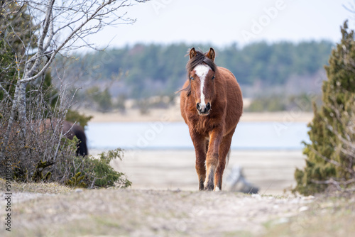 Estonian native horse ( Estonian Klepper) with blue eye walking in the coastal meadow. Springtime on the island. photo