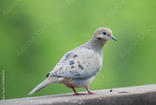 Mourning dove on deck rail