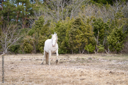 White Estonian native horse (Estonian Klepper) walking in the coastal meadow. Rear view. Springtime on the island. photo