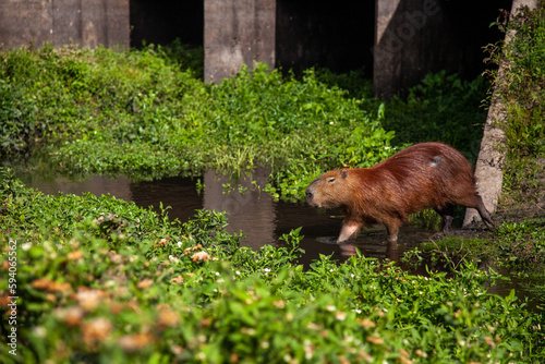 Konstfotografi wild capybara