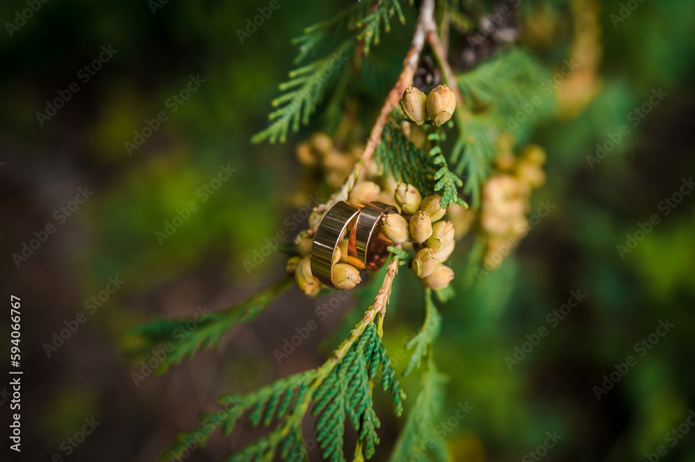 Two golden wedding rings on green thuja branches
