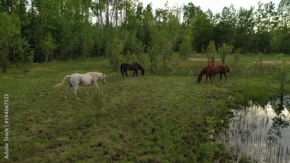 Horses on a ranch along Alaska highway in British Columbia, Canada. Aerial view. Summer, sunset Horses on a ranch along Alaska highway in British Columbia, Canada. Aerial view. Summer, sunset