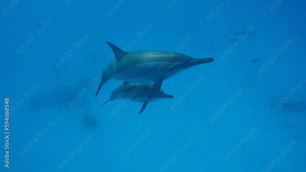 Dolphins under water. The underwater world of the ocean.