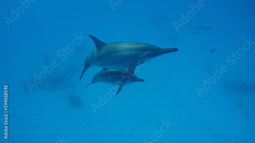 Dolphins under water. The underwater world of the ocean.