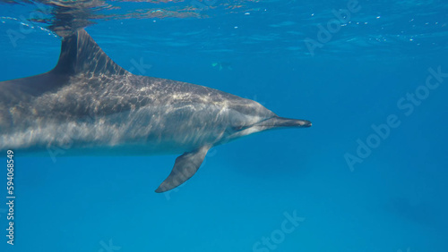 Dolphin under water. The underwater world of the ocean. © TKalinovskaya