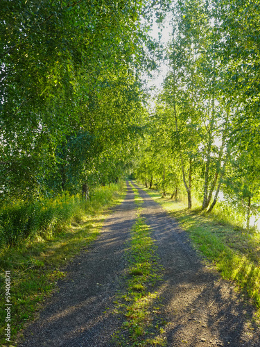 Dirt road running between birch trees near Kurów summer sunny day, Puławy, Poland.