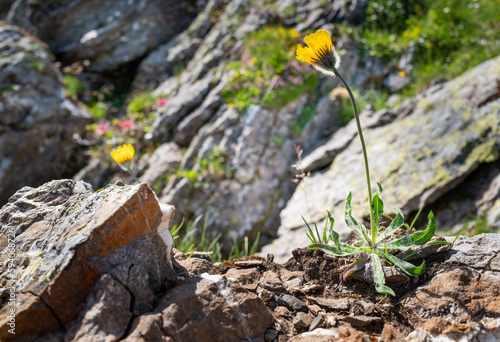 Yellow alpine wildflowers growing on rocky terrain in the Swis alps