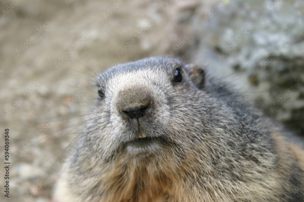 Murmeltier Nahaufnahme