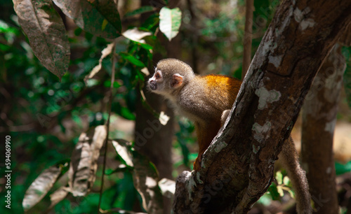 squirrel monkey