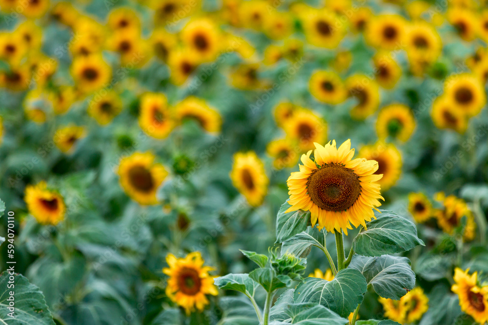 Large farm fields are sown with sunflowers. Expressive rural landscape. It is the middle of summer in the southern region of Ukraine, somewhere in the Mykolaiv region.