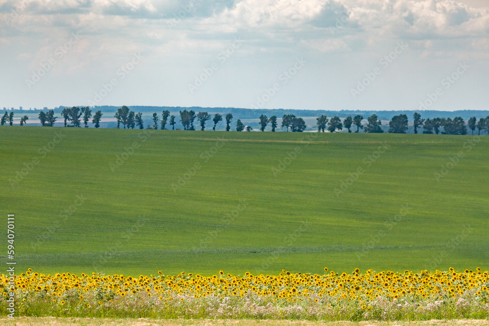 Endless farm fields are sown with various crops. A strip of sunflower field. Peaceful rural landscape. Summer in the eastern region of Ukraine, somewhere in Slobozhanshchyna.