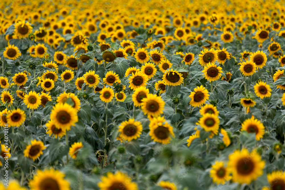 Large farm fields are sown with sunflowers. Expressive rural landscape. It is the middle of summer in the southern region of Ukraine, somewhere in the Mykolaiv region. Large farm fields are sown with sunflowers. Expressive rural landscape. It is the middle of summer in the southern region of Ukraine, somewhere in the Mykolaiv region.