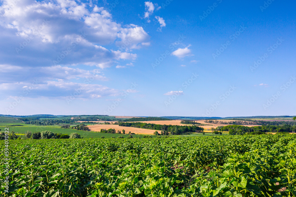 Large farm fields are sown with sunflowers. The crop grows well after sowing, has good healthy leaves and strong stems. Mid-summer in the central region of Ukraine somewhere near Znamyanka. Large farm fields are sown with sunflowers. The crop grows well after sowing, has good healthy leaves and strong stems. Mid-summer in the central region of Ukraine somewhere near Znamyanka.