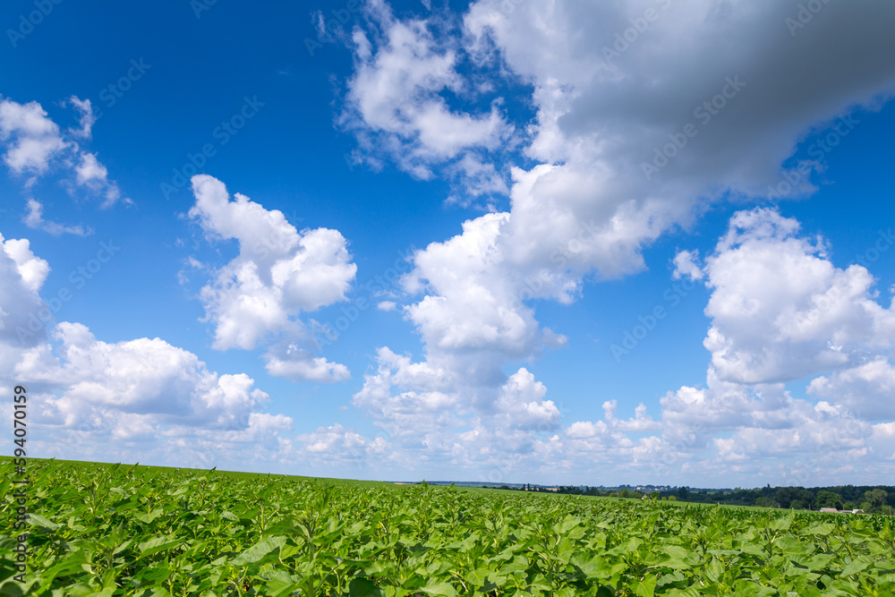 Large farm fields are sown with sunflowers. The crop grows well after sowing, has good healthy leaves and strong stems. Mid-summer in the central region of Ukraine somewhere near Znamyanka. Large farm fields are sown with sunflowers. The crop grows well after sowing, has good healthy leaves and strong stems. Mid-summer in the central region of Ukraine somewhere near Znamyanka.