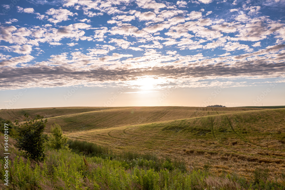 Velvet fields of ripe barley or rye in evening sunlight. Typical summertime landscape in Ukraine. Concept theme: Food security. Agricultural. Farming. Food production. Rivne outskirts.