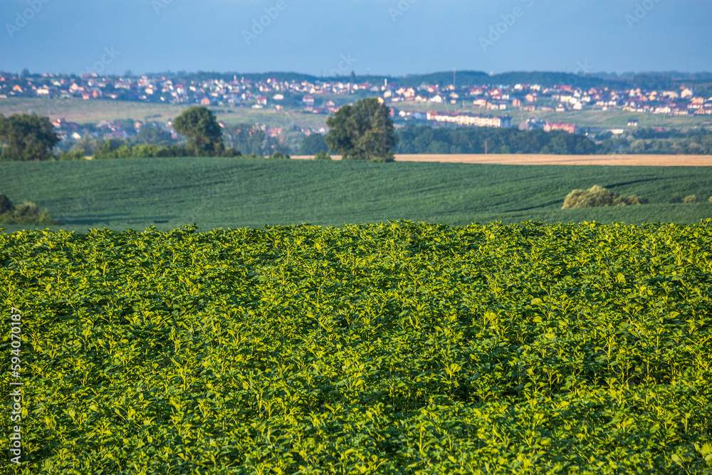 Large farm fields on the slopes of the hills are sown with sunflowers on the outskirts of Rivne. The crop grows has good healthy leaves and strong stems. Summer in the western region of Ukraine.