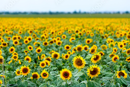 Large farm fields are sown with sunflowers. Expressive rural landscape. It is the middle of summer in the southern region of Ukraine  somewhere in the Mykolaiv region.