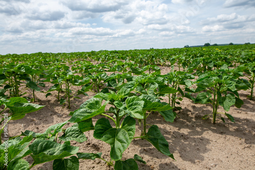 Large farm fields are sown with sunflowers. The crop germinated well after sowing, with nice healthy leaves and strong stems. The beginning of summer in region of Ukraine, somewhere in the Lviv region