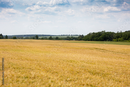 A fields of ripe barley or rye, ready for harvest. Typical summertime landscape in Ukraine. Concept theme: Food security. Agricultural. Farming. Food production. Lviv region.