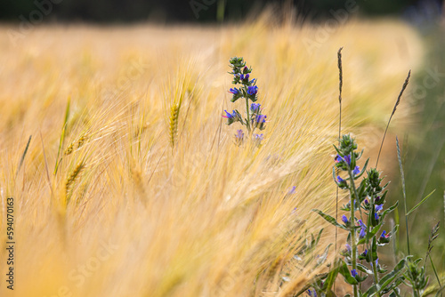 A fields of ripe barley or rye. Typical summertime landscape in Ukraine. Concept theme  Food security. Agricultural. Food production. Flowers of blue echium at the foreground. Lviv region.