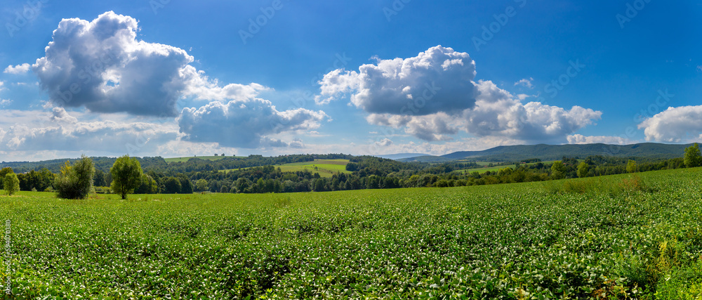 Fototapeta premium A farm field on the slopes of the hills sown with soybeans. The crop grows well after sowing, has good healthy leaves and a strong stem. Somewhere in Carpathian region in west of Ukraine.
