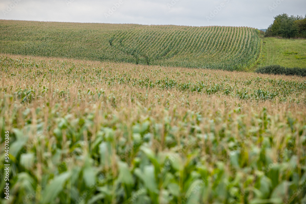 A farm field sown with corn. The culture grew well over the summer, bloomed and formed cobs. The end of summer and the beginning of autumn in the west of Ukraine in the Lviv region.