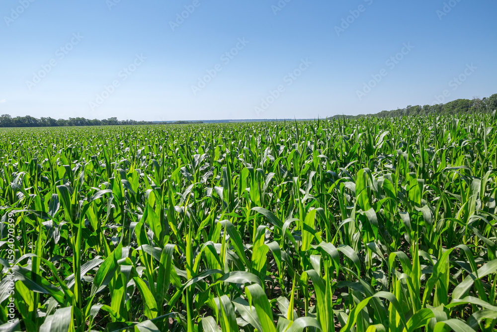 A farm field sown with corn. The crop has grown well, it has a strong stem and the cobs have formed. Good sunny weather at the beginning of summer in the central Ukraine in the Kropyvnytskyi region.