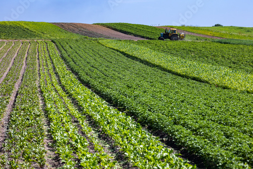 The tractor with sprayer on the fields of small farmers planted with carrots, onions, potatoes, cabbage, corn, wheat, beets, soybeans, beans, and other vegetables. The west of Ukraine in Lviv region.