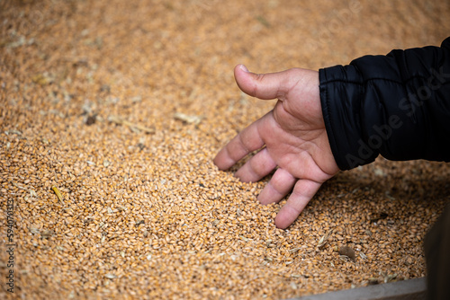 a farmer's hand picks grains in a heap of wheat grains drying at mill storage or grain elevator. The main commodity group in the food markets