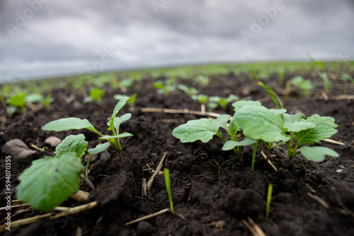 A farm field sown with winter oilseed rape. The culture has grown well, has taken root and is ready to overwinter. The autumn in the west of Ukraine in the Lviv region.