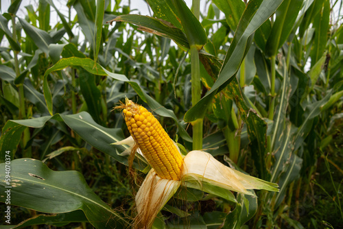 A farm field sown with corn. The culture grew well over the summer, blooms and formed cobs. An open cob in the foreground. The Beginning of autumn in the west of Ukraine in the Lviv region.