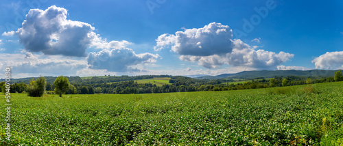 A farm field on the slopes of the hills sown with soybeans. The crop grows well after sowing, has good healthy leaves and a strong stem. Somewhere in Carpathian region in west of Ukraine.