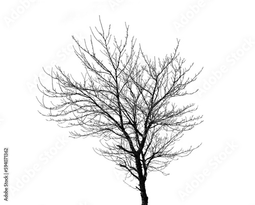 Silhouette, plant and isolated tree on transparent background with branch, shadow and bare in winter. Forest, nature and agriculture and trees for ecology, eco texture and natural environment